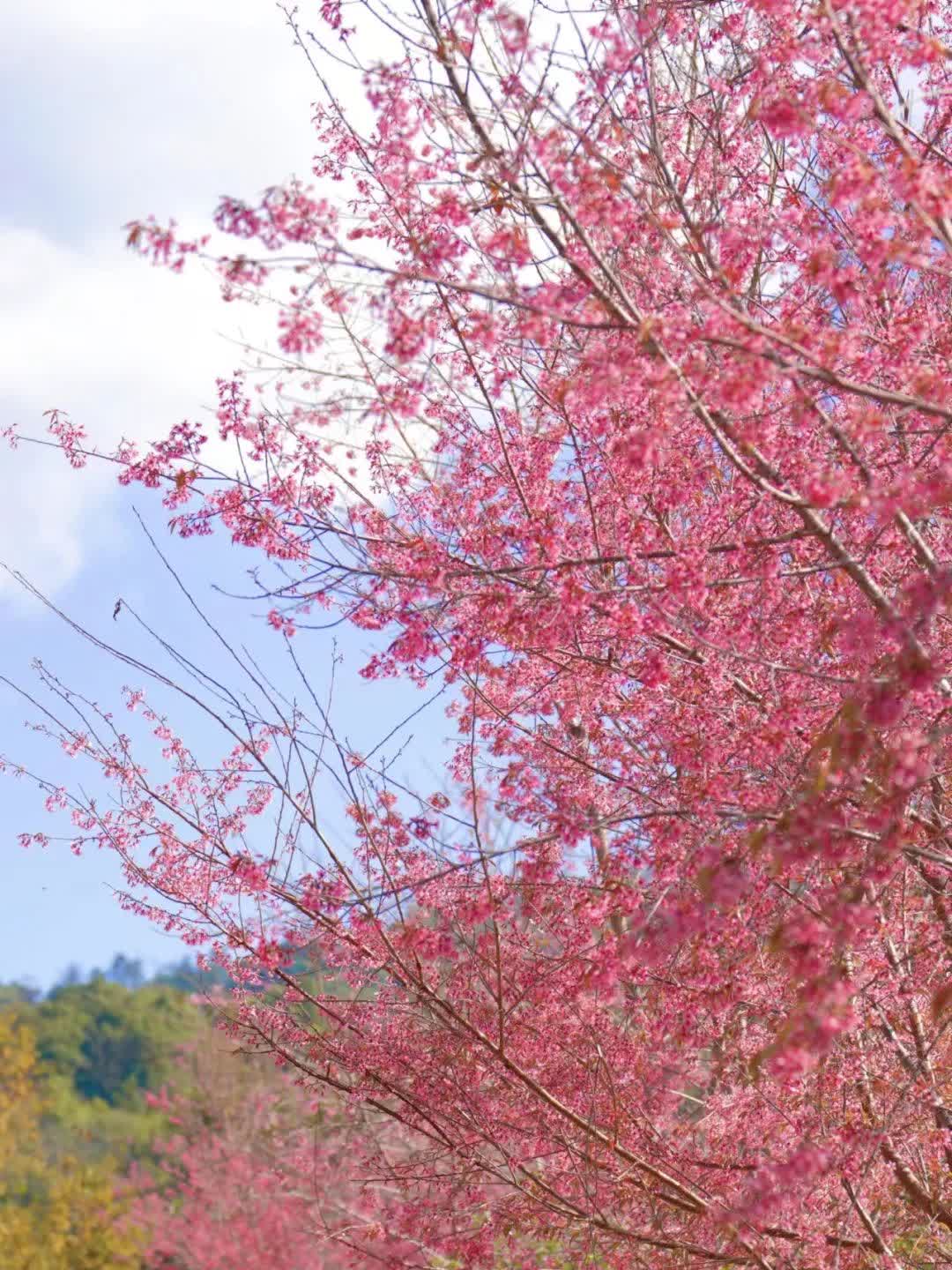 景迈樱花图片